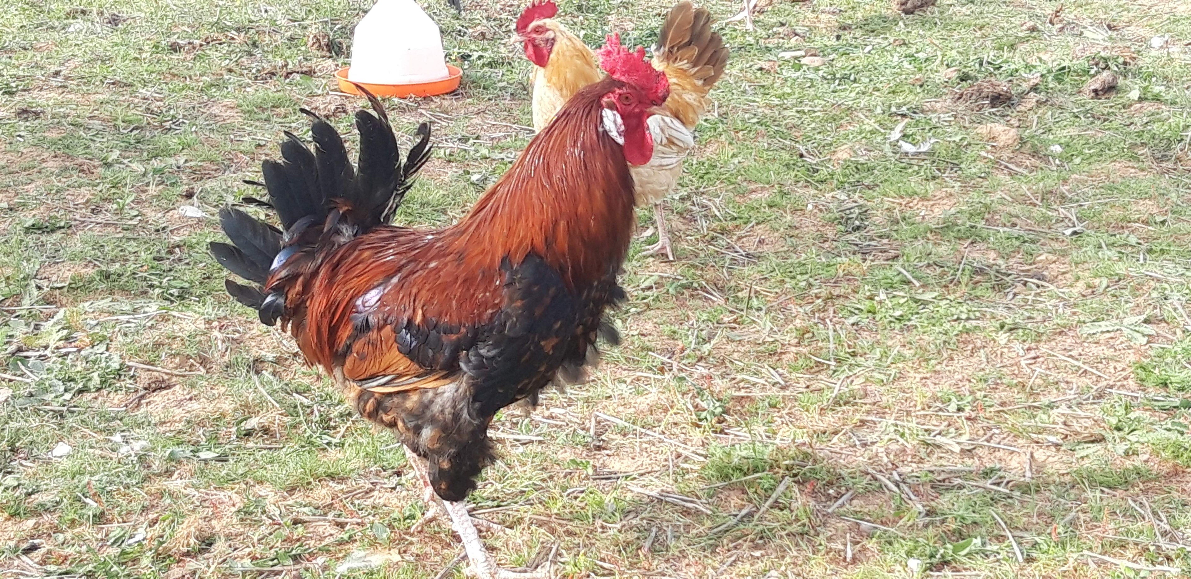 Poulet beldi